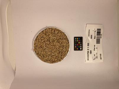 Click for 1 image(s) for this accession. SEED
